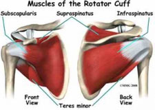 Rotator Cuff