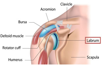 Shoulder Anatomy